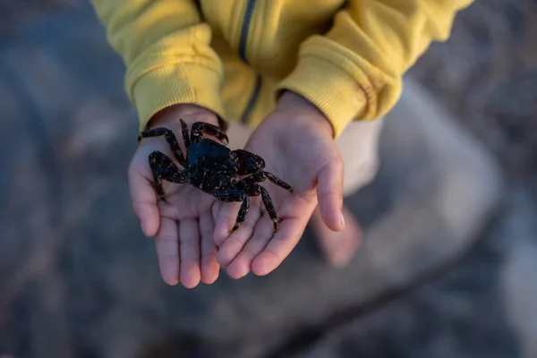 可爱的孩子 在海滩上抱着小蟹 — 图库照片