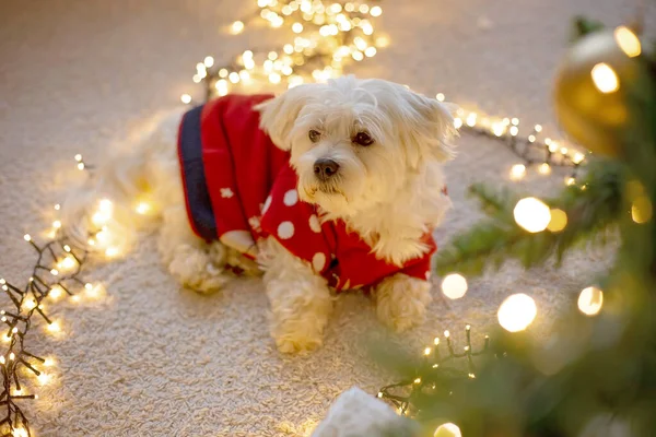 Leuke Maltese Hond Een Rode Trui Liggend Vloer Een Hart — Stockfoto