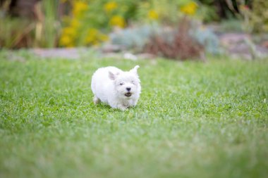 Çocuk, sevimli çocuk, parkta köpek evcil hayvanıyla oynuyor, kötü huylu köpek ve çocuk birlikte yürümekten hoşlanıyor.