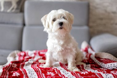 Şirin beyaz köpek yavrusu, Maltese köpek cinsi, evde oturuyor, mutlu ve sağlıklı bir köpek.