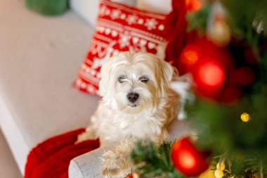 Şirin beyaz köpek yavrusu, Maltese köpek cinsi, Noel 'de evde oturan mutlu ve sağlıklı köpek, Noel süslemeli odada.