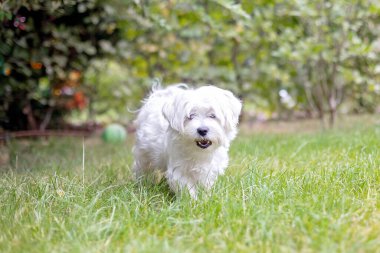 Şirin beyaz köpek yavrusu, Maltese köpek cinsi, bahçede koşan, mutlu ve sağlıklı bir köpek.