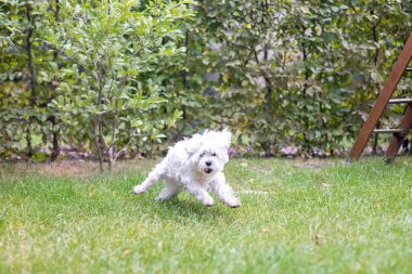 Şirin beyaz köpek yavrusu, Maltese köpek cinsi, bahçede koşan, mutlu ve sağlıklı bir köpek.