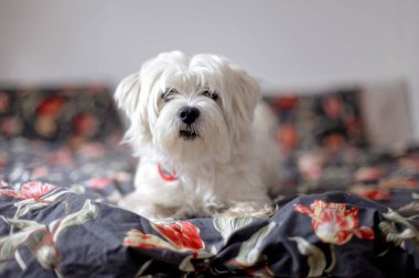Şirin beyaz köpek yavrusu, Maltese köpek cinsi, evde oturuyor, mutlu ve sağlıklı bir köpek.