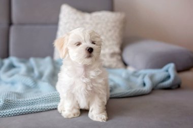 Evdeki kanepede oturmuş kameraya tuhaf bir şekilde bakan sevimli, küçük bir köpek yavrusu.