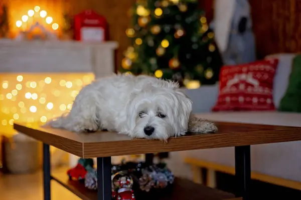 Cute White Puppy Maltese Dog Breed Sitting Homeat Christmas Happy — Stock Photo, Image