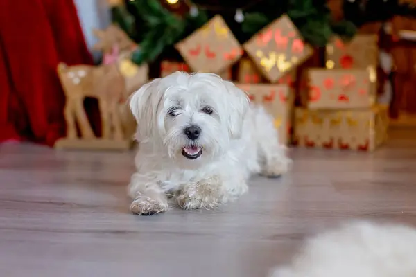 Leuke Witte Pup Maltese Hond Ras Zitten Thuis Eten Kerstmis — Stockfoto