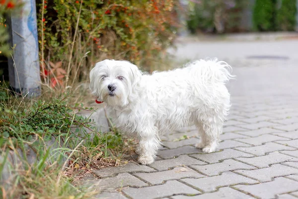Cute White Puppy Maltese Dog Breed Running Garden Happy Healthy — Stock Photo, Image
