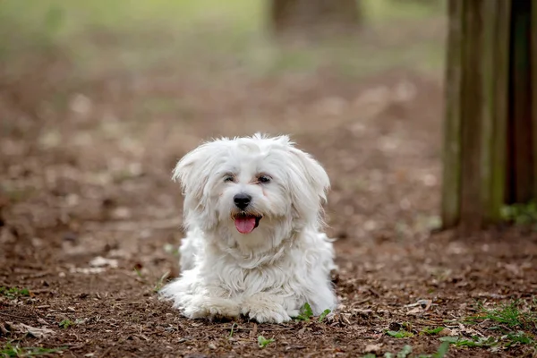 White Fluffy Maltese Puppy Dog Park Family Pet — Stock Photo, Image