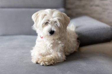 Şirin beyaz köpek yavrusu, Maltese köpek cinsi, evde oturuyor, mutlu ve sağlıklı bir köpek.