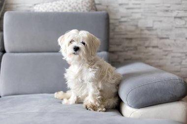 Şirin beyaz köpek yavrusu, Maltese köpek cinsi, evde oturuyor, mutlu ve sağlıklı bir köpek.