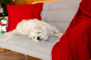 Şirin beyaz köpek yavrusu, Maltese köpek cinsi, Noel 'de evde oturan mutlu ve sağlıklı köpek, Noel süslemeli odada.