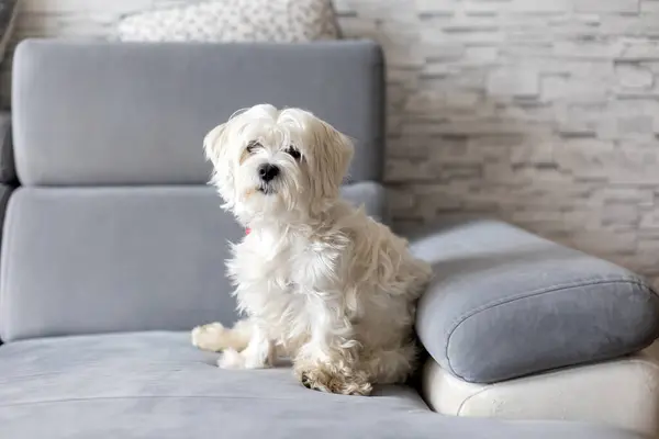 Cute White Puppy Maltese Dog Breed Sitting Home Happy Healthy — Stock Photo, Image