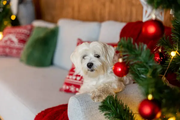 Cute White Puppy Maltese Dog Breed Sitting Homeat Christmas Happy — Stock Photo, Image