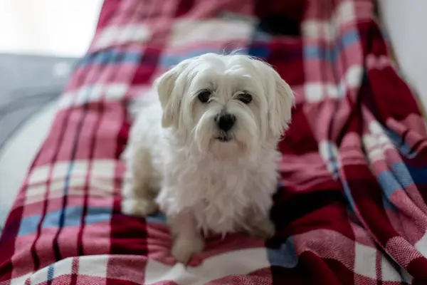Cute White Puppy Maltese Dog Breed Sitting Home Happy Healthy — Stock Photo, Image