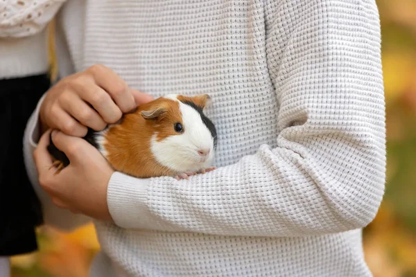 Child Hands Holding Guinea Pig Outdoors Autumntime — Stock Photo, Image