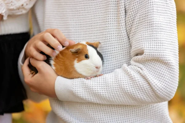 Child Hands Holding Guinea Pig Outdoors Autumntime — Stock Photo, Image