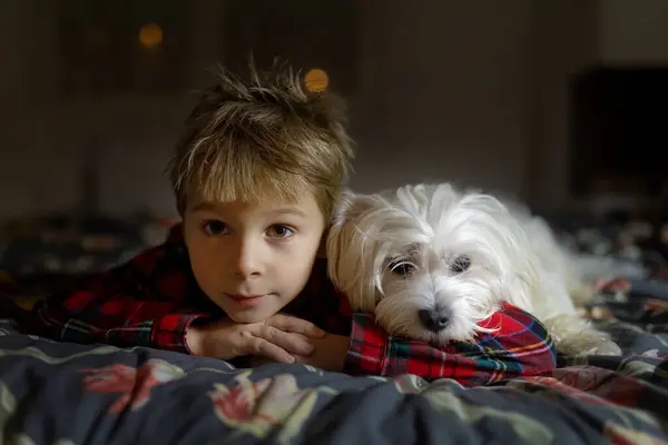 Cute preschool child, boy in pajama, lying in bed with maltese pet dog at night