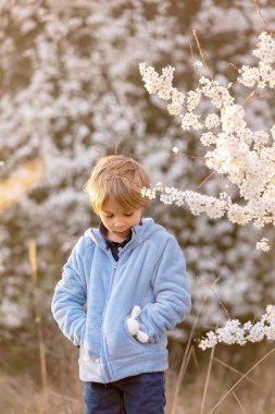 Beautiful blond child, boy, holding twig, braided whip made from pussy willow, traditional symbol of Czech Easter used for whipping girls and basket with eggs in park