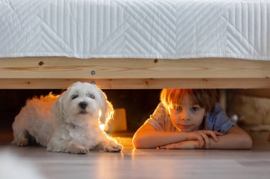 Little preschool child, hiding under the bed with his dog,  holding flashlight at home clipart