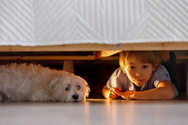 Little preschool child, hiding under the bed with his dog,  holding flashlight at home clipart