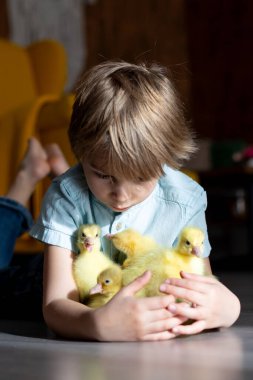 Mutlu güzel çocuk, çocuk, küçük güzel ördek yavruları ya da kazlarla oynuyor, sevimli tüylü sarı hayvan kuşları