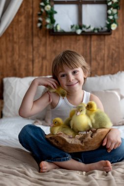 Mutlu güzel çocuk, çocuk, küçük güzel ördek yavruları ya da kazlarla oynuyor, sevimli tüylü sarı hayvan kuşları