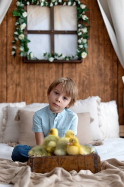Mutlu güzel çocuk, çocuk, küçük güzel ördek yavruları ya da kazlarla oynuyor, sevimli tüylü sarı hayvan kuşları
