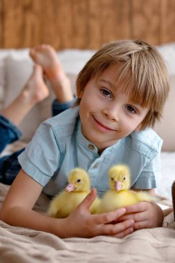 Mutlu güzel çocuk, çocuk, küçük güzel ördek yavruları ya da kazlarla oynuyor, sevimli tüylü sarı hayvan kuşları