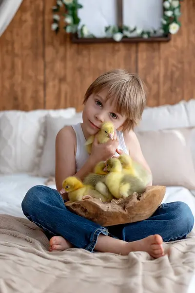 Feliz Hermoso Niño Niño Jugando Con Pequeños Patitos Hermosos Goslings — Foto de Stock