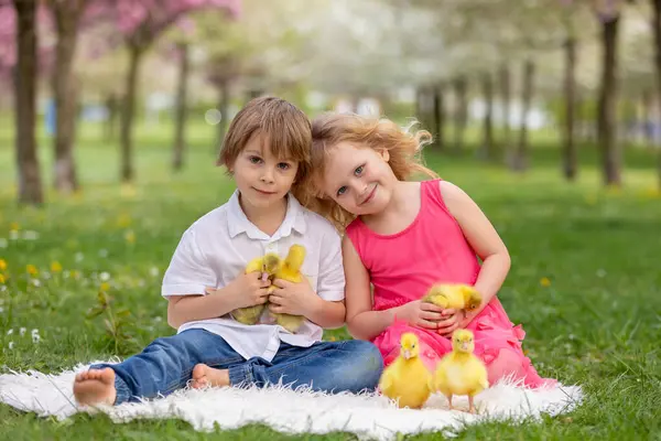 快乐美丽的孩子 和美丽的小鸭或小鹅儿玩耍 可爱的绒毛黄鸟 — 图库照片