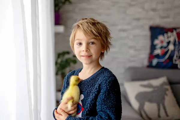 Feliz Hermoso Niño Niño Jugando Con Pequeños Patitos Hermosos Goslings — Foto de Stock