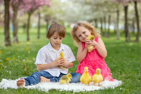 Joyeux Enfant Enfant Jouant Avec Beaux Petits Canetons Oisons Mignons Images De Stock Libres De Droits