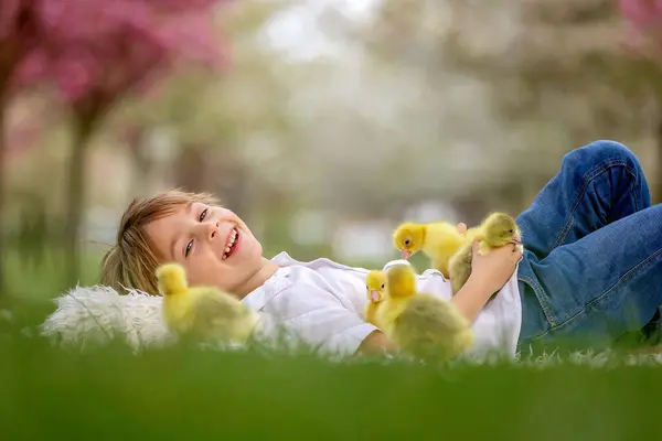 Gelukkig Mooi Kind Kinderen Spelen Met Kleine Mooie Eendjes Kuikens — Stockfoto