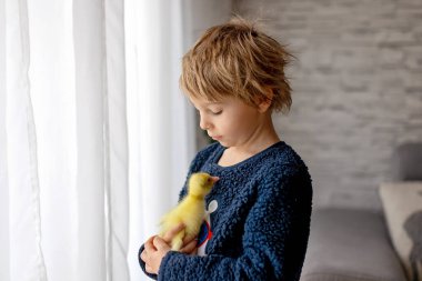 Mutlu güzel çocuk, çocuk, küçük güzel ördek yavruları ya da yavru kuşlarla oynuyor, sevimli tüylü sarı hayvan kuşları