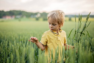 Cute toddler child, playing in a green field in Norway on sunset, happiness kid, blond boy