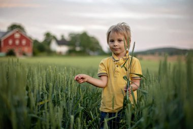 Cute toddler child, playing in a green field in Norway on sunset, happiness kid, blond boy