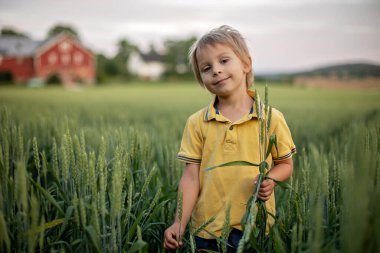 Cute toddler child, playing in a green field in Norway on sunset, happiness kid, blond boy