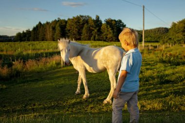 Child, toddler, looking at beautiful horses, caressing them