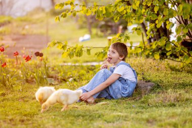 Cute beautiful schoolchild, playing with little gosling in a park on sunset, barefoot kid enjoying young animal birds clipart