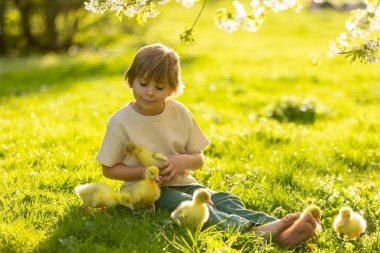 Mutlu güzel çocuk, çocuk, parkta küçük güzel ördek yavruları ya da yavru ördekler, sevimli tüylü sarı hayvan kuşlarıyla oynuyor.