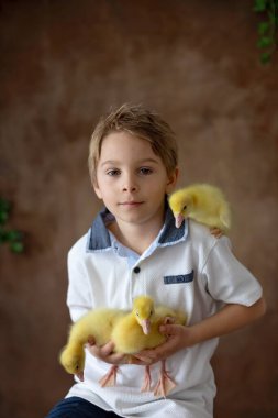 Mutlu güzel çocuk, çocuk, küçük güzel ördek yavruları ya da kazlarla oynuyor, sevimli tüylü sarı hayvan kuşları