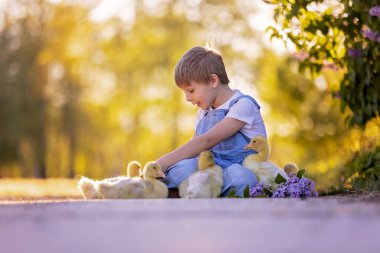 Cute beautiful schoolchild, playing with little gosling in a park on sunset, barefoot kid enjoying young animal birds clipart
