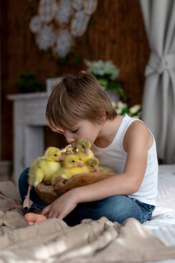 Mutlu güzel çocuk, çocuk, küçük güzel ördek yavruları ya da kazlarla oynuyor, sevimli tüylü sarı hayvan kuşları