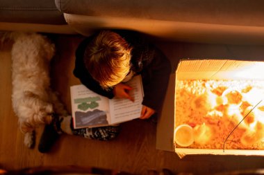 Mutlu güzel çocuk, çocuk, küçük güzel ördek yavruları ya da yavru kuşlarla oynuyor, sevimli tüylü sarı hayvan kuşları