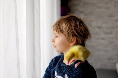 Mutlu güzel çocuk, çocuk, küçük güzel ördek yavruları ya da yavru kuşlarla oynuyor, sevimli tüylü sarı hayvan kuşları