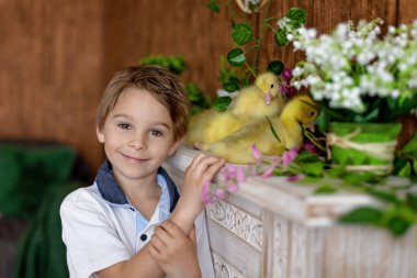 Mutlu güzel çocuk, çocuk, küçük güzel ördek yavruları ya da kazlarla oynuyor, sevimli tüylü sarı hayvan kuşları
