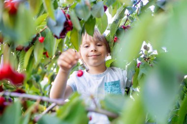 Tatlı çocuk, evlat, kiraz ağacına tırmanıp ağaçtan kiraz yiyor. Sağlıklı meyve yiyen çocuklar