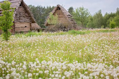 Tatlı çocuk, çocuk, birçok çiçek ile karahindiba güzel alanda üfleme