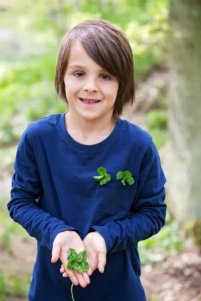 stock image Child hands holding lucky four leaf clover. Boy have many four leaf clovers in his hands outdoors